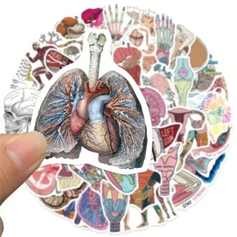 50pcs Anatomy Cartoon Organ Graffiti Stickers For Journal Stickers Waterproof Stickers,School Supplies,Back To School