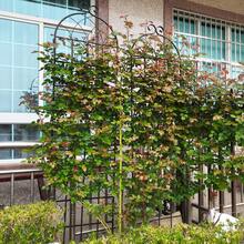 4 Pack Metal Garden Trellis 86.7" x 19.7" Rustproof Trellis for Climbing Plants Outdoor Flower Support Black - 黑色 - 查看 1
