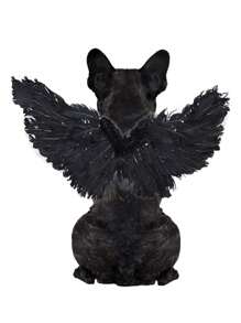 1pc Pet Angel Wings Chest Back Transform Costume For Small Dogs And Cats Halloween Halloween Costumes - Multicolor - View 3
