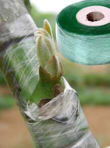 1 Peça Fita De Enxertia De Árvore Frutífera, Filme Floral Flexível, Cinto De Enxertia De Reparo De Planta Para Corrigir Jardim - Ferramentas E Acessórios Manuais