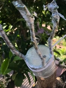 1 Peça Fita De Enxertia De Árvore Frutífera, Filme Floral Flexível, Cinto De Enxertia De Reparo De Planta Para Corrigir Jardim - Ferramentas E Acessórios Manuais