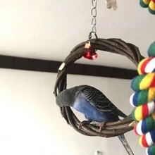 1入蘋果樹枝編織的鳥玩具環,鸚鵡吊環,鳥類鞦韆,鳥籠架葡萄藤環,啃咬玩具 - 咖啡棕 - 查看 3