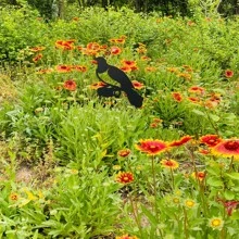 1入組黑色金屬戶外花園裝飾插入式小鳥形狀裝飾品,適用於圍欄、庭院、農舍