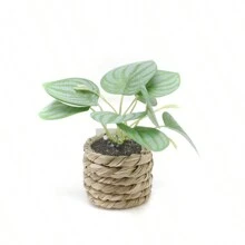 1盆高保真人造綠植,室內迷你盆栽,客廳裝飾,裝飾品,盆景 - 綠色 - 查看 3