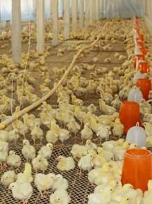 動物餵食器,雞鴨飼料桶,鴿子餵食箱,方便大容量自動餵食器,雞鴨飼料槽,畜牧養殖設備 - 紅色 - 查看 5