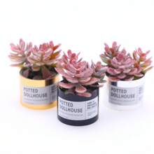 隨機發送微型植物模型,模擬小型多肉盆栽微景觀家居裝飾 - 彩色 - 查看 7