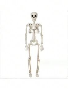 1pc 40cm Adjustable Joint Horror Decoration Human Skeleton Skull - White - View 6