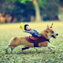Disfraz de perro, disfraz de mascota, traje de vaquero estilo jinete - Multicolor - Ver 6