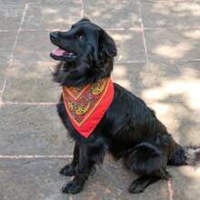 PALIACATE 6 PIEZAS - Rojo y blanco - Ver 5