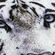 TIGRE BLANCO