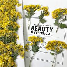 5入組/約60入裝天然乾花,包括野菊花、藍色花朵、籽莢、睡蓮和辣椒,每款一包；可選用製作指甲藝術、創意diy書籤、相框、香氛蠟燭、手機殼、鏡面裝飾等；創意diy家居裝飾、派對創意小禮物、生日禮物、新年禮物、聖誕派對小禮物；純天然植物鮮花,每批次尺寸與顏色可能略有不同。 - 彩色 - 查看 6