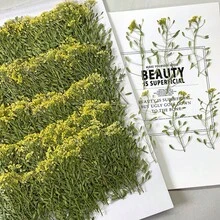 5入組/約60入裝天然乾花,包括野菊花、藍色花朵、籽莢、睡蓮和辣椒,每款一包；可選用製作指甲藝術、創意diy書籤、相框、香氛蠟燭、手機殼、鏡面裝飾等；創意diy家居裝飾、派對創意小禮物、生日禮物、新年禮物、聖誕派對小禮物；純天然植物鮮花,每批次尺寸與顏色可能略有不同。 - 彩色 - 查看 5