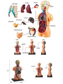 1入組3d人體模型,人體解剖模型組裝,教育學習器官玩具,身體學習工具,人體軀幹模型,人體解剖展示,組裝學習內臟,骨頭,內臟,大腦解剖教學用品。(全身模型,半身模型) - 黃色 - 查看 2