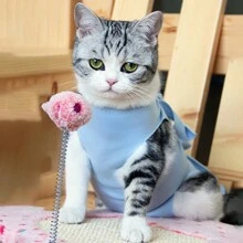 1pc Breathable Cat Spay Neuter Surgery Recovery Suit Kitten Weaning Clothes - Blue - View 7