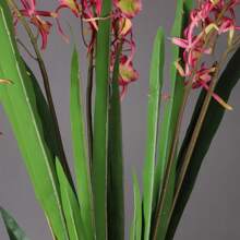 2-stem Spider Orchid With Leaves - Red - View 6