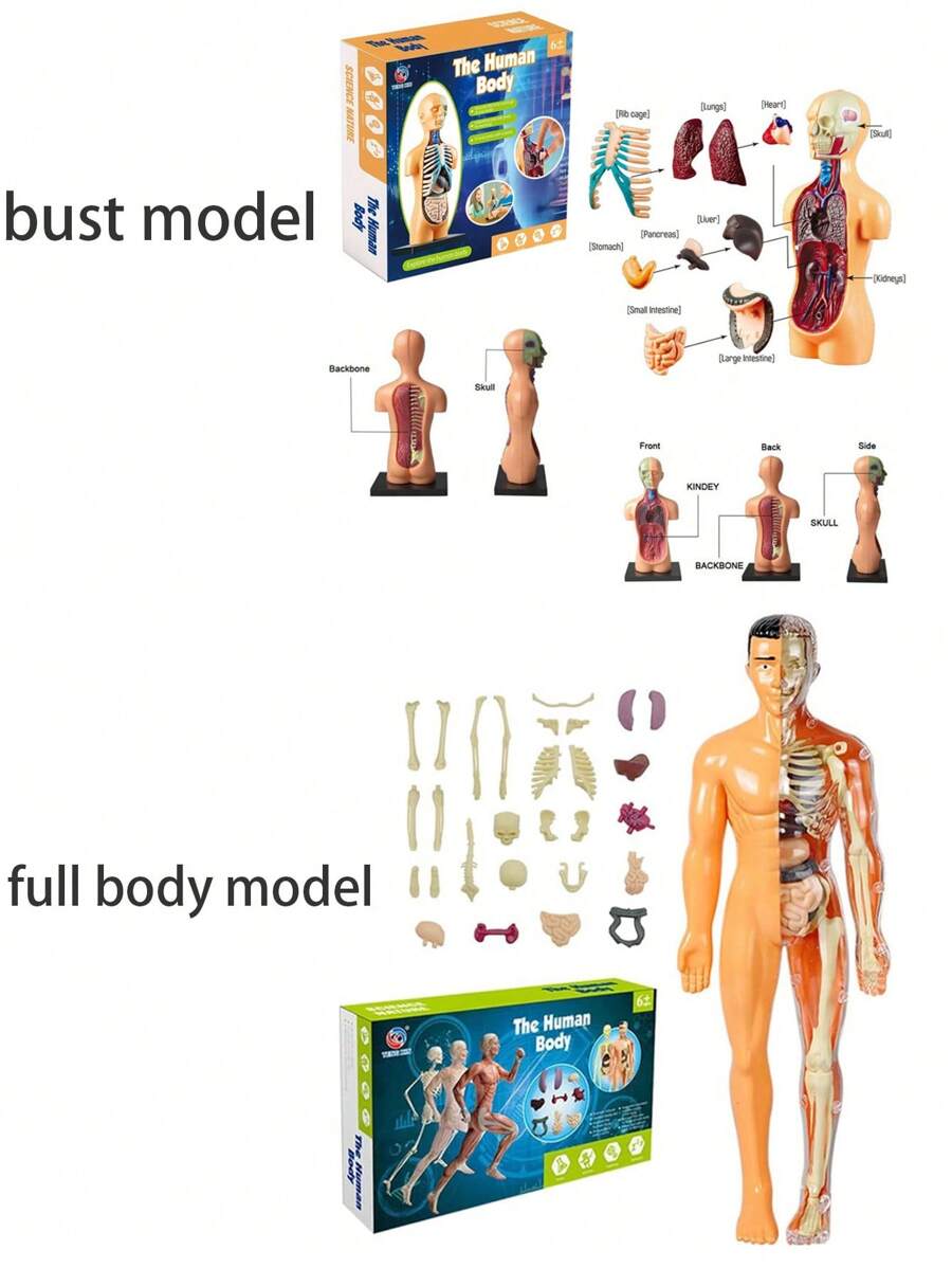 1入組3d人體模型,人體解剖模型組裝,教育學習器官玩具,身體學習工具,人體軀幹模型,人體解剖展示,組裝學習內臟,骨頭,內臟,大腦解剖教學用品。(全身模型,半身模型) - 黃色 - 查看 1
