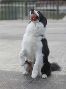 1入組撞色寵物磨牙玩具