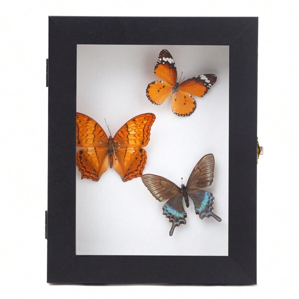 Insect Display Case Wall Mount Bug Display Case Collection Box for