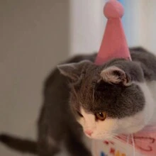 Pink Cat Shaped Birthday Hat With Pom Pom Decoration - Pink - View 6