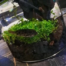 黑色園藝熔岩石土壤添加劑,無染料或化學物質,100%純火山巖岩,可用於仙人掌多肉植物,可作表層覆蓋材料