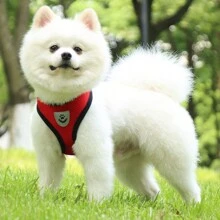 1 Miếng Dụng cụ mèo Áo vest Đi dạo Chì Dây xích Đối với Cún con Chó Vòng cổ Polyester Có thể điều chỉnh Lưới Dây nịt chó Đối với Trung bình nhỏ Cái vòng Pet & Dây xích Bộ - Đỏ - Xem 3