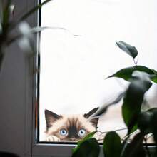 1 件可爱独特的偷窥猫彩色玻璃贴纸，自粘式，可爱的家居装饰贴纸，适合猫爱好者 - 彩色 - 查看 3