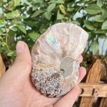1 件天然菊石蝸牛化石,蝸牛化石裝飾,家居裝飾,水晶治療,水晶脈輪,靈氣治療,給他的水晶禮物,水晶收藏,靈氣治療,生日禮物 - 棕色 - 查看 3