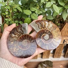 1 件天然菊石蝸牛化石,蝸牛化石裝飾,家居裝飾,水晶治療,水晶脈輪,靈氣治療,給他的水晶禮物,水晶收藏,靈氣治療,生日禮物 - 棕色 - 查看 5