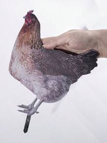 5 件/套栩栩如生的公雞和鴨子雕塑,壓克力雙面模擬動物庭院裝飾,戶外花園三維雞雕像,園藝裝飾插件,適合庭院、草坪和花園 - 彩色 - 查看 5