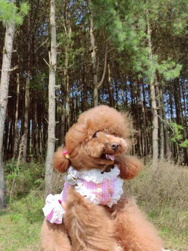 Original Handmade Pet Clothes Autumn Teddy Skirt Costume Design For
