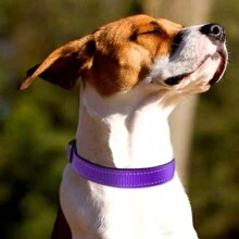 Paw Print Reflective Strip Nylon Dog Collar For Pets, Adjustable Size For Small, Medium And Large Dogs - Purple - View 9