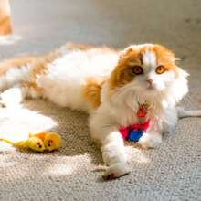 Youngever 24 Pcs Cat Toys Mice Rattle, Play Mice with Rattling Sounds, Cat Mouse Toys, Interactive Play for Cat, Puppy, Kitty, Kitten, in 12 Assorted Colors - Multicolor - View 5