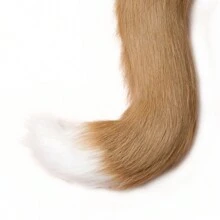 Cola De Zorro Hecha A Mano, Cola De Animal De Piel Realista Con Alambre Flexible - Caqui - Ver 3