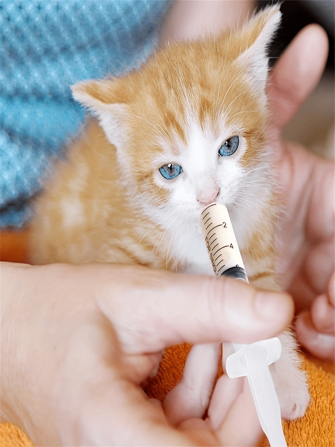 5 pcs needle free EasytoUse Pet Syringe for Liquid Medicine for Dogs