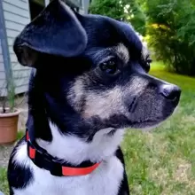 反光狗爪印花納龍寵物項圈,適用於大/中/小型犬,尺寸可調 - 紅色 - 查看 7