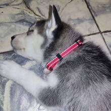 反光狗爪印花納龍寵物項圈,適用於大/中/小型犬,尺寸可調 - 紅色 - 查看 8