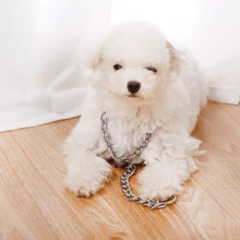 1pc Silver Q195 Carbon Steel Material Dog Collar For Middle And Small Sized Dogs And Cats, All Seasons Decoration - Silver - View 1