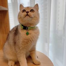 寵物貓狗反光貼布項圈配鈴鐺 1套1件 - 橄欖綠 - 查看 3