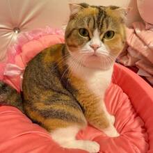 新款寵物床,可愛的公主床,蕾絲泰迪狗床,貓床,單件,四季通用,適合小型和中型犬貓 - 粉色 - 查看 2