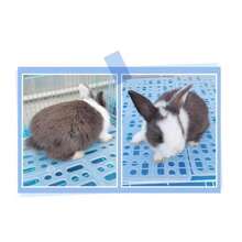 1pc Pet Foot Mat/plastic Rabbit Foot Pad/guinea Pig Cage Mat, Suitable For Small And Medium-sized Pets (white) - White - View 7
