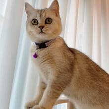 1套/1入寵物貓狗反光貼紙、鈴鐺和布帶頸圈 - 紫色 - 查看 3