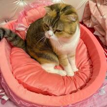 新款寵物床,可愛的公主床,蕾絲泰迪狗床,貓床,單件,四季通用,適合小型和中型犬貓 - 粉色 - 查看 4