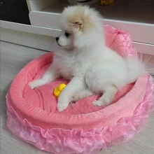 新款寵物床,可愛的公主床,蕾絲泰迪狗床,貓床,單件,四季通用,適合小型和中型犬貓 - 粉色 - 查看 6