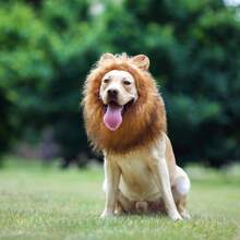 1 pieza de melena de león realista y divertida para perros - Complemento para disfraces de león para perros de tamaño mediano a grande - Café integral - Ver 1