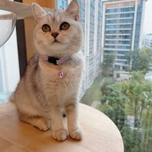 家用寵物貓/狗反光貼紙布項圈帶鈴鐺,1入組 - 粉色 - 查看 3