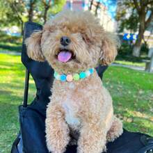 小型犬用糖果色毛球寵物項鍊 - 彩色 - 查看 2