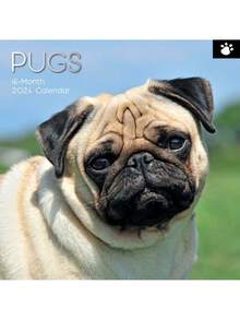 2024 Square Wall Calendar, Pugs, 16-Month Animals Theme With 180 Reminder Stickers (12 X 12 In) - Nhiều màu - Xem 1