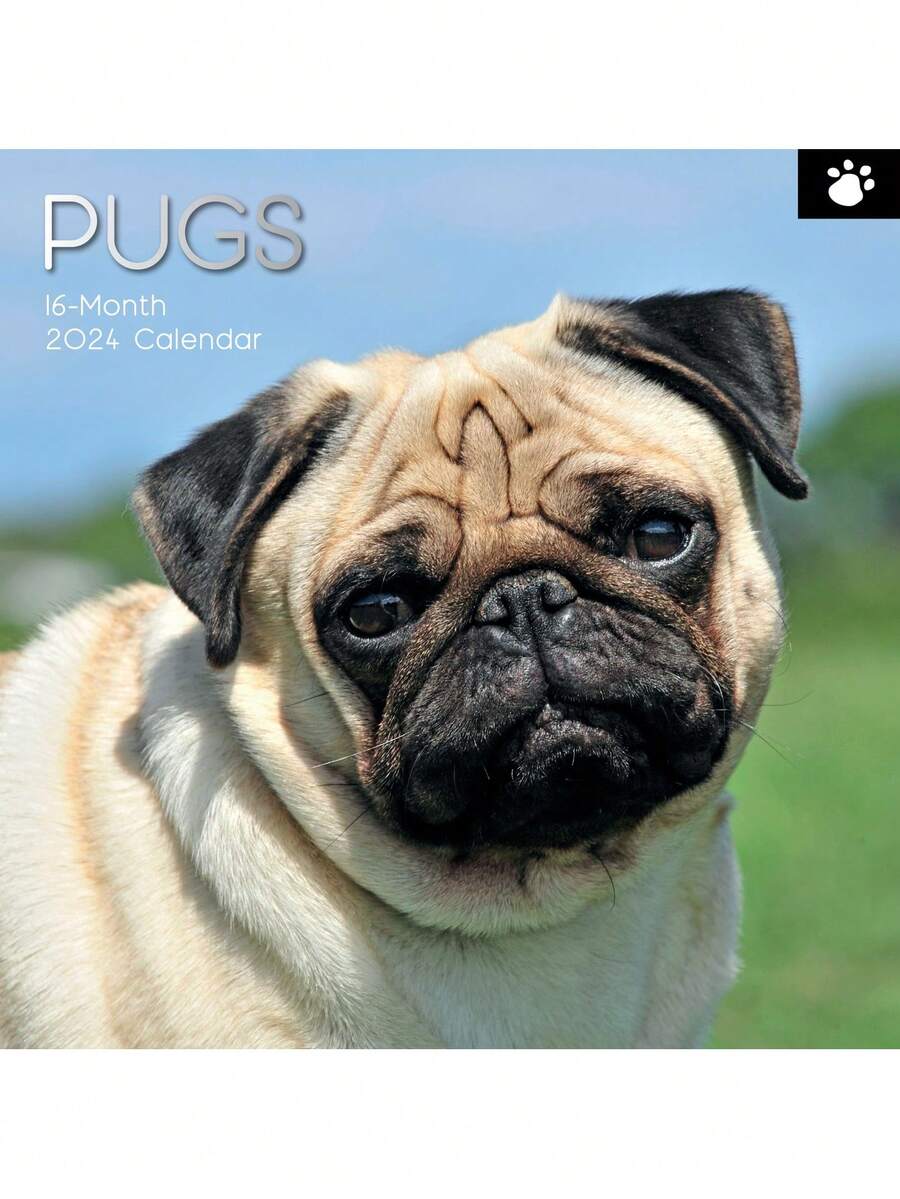 2024 Square Wall Calendar, Pugs, 16-Month Animals Theme With 180 Reminder Stickers (12 X 12 In) - Nhiều màu - Xem 1
