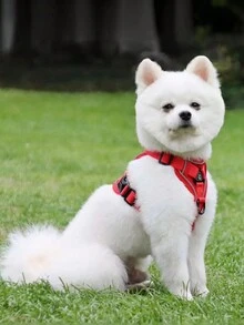 1 套反光透氣寵物胸帶和背包套裝,附狗和貓牽引背心 - 紅色 - 查看 1