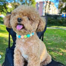 小型犬用糖果色毛球寵物項鍊 - 彩色 - 查看 1